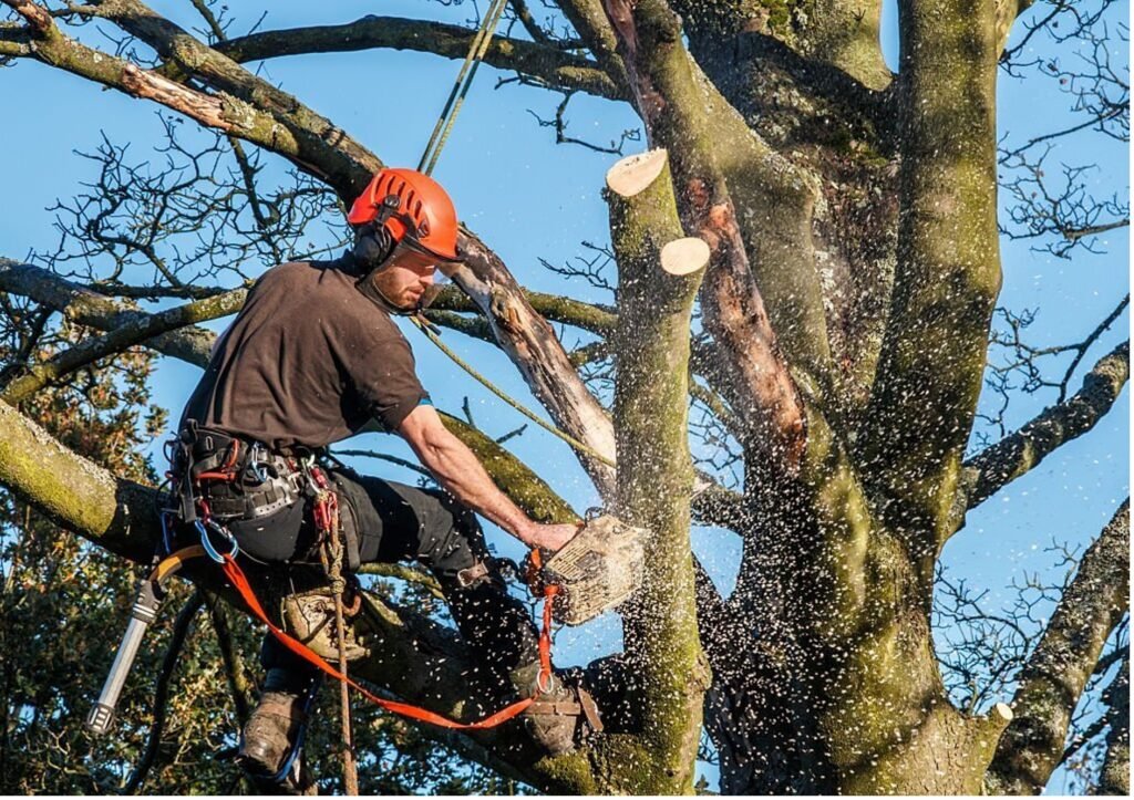 Baumpflege Baumschnitt Hemer
