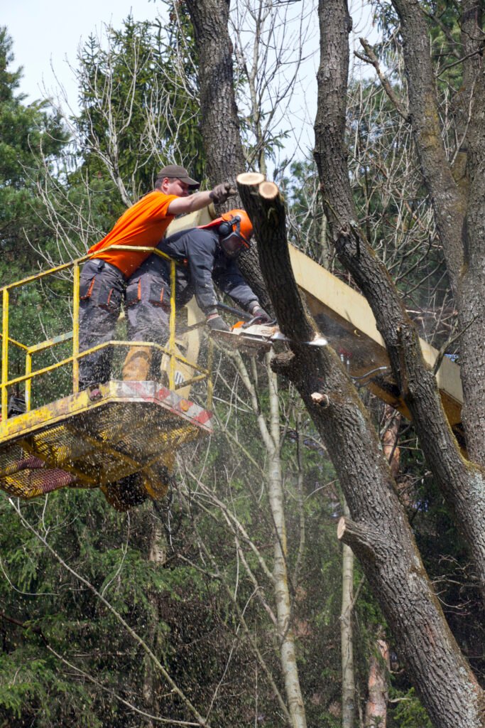 Baumpflege Baumkontrolle Hemer